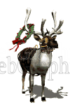 illustration - reindeer12-gif